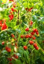 Ripe tomato plant growing in greenhouse. Fresh bunch of red natural tomatoes on a branch in organic vegetable garden. Royalty Free Stock Photo