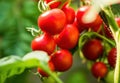 Ripe tomato plant growing in greenhouse. Fresh bunch of red natural tomatoes on a branch in organic vegetable garden. Royalty Free Stock Photo