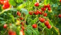 Ripe tomato plant growing in greenhouse. Fresh bunch of red natural tomatoes on a branch in organic vegetable garden. Royalty Free Stock Photo