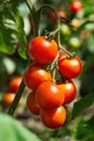 Ripe tomato plant growing in greenhouse. Fresh bunch of red natural tomatoes on a branch in organic vegetable garden. Royalty Free Stock Photo