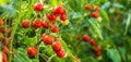 Ripe tomato plant growing in greenhouse. Fresh bunch of red natural tomatoes on a branch in organic vegetable garden. Royalty Free Stock Photo