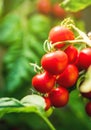 Ripe tomato plant growing in greenhouse. Fresh bunch of red natural tomatoes on a branch in organic vegetable garden. Royalty Free Stock Photo