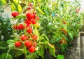 Ripe tomato plant growing in greenhouse. Fresh bunch of red natural tomatoes on a branch in organic vegetable garden. Royalty Free Stock Photo