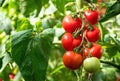 Ripe tomato plant growing in greenhouse. Fresh bunch of red natural tomatoes on branch in organic vegetable garden. Royalty Free Stock Photo