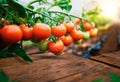 Ripe tomato plant growing in greenhouse Royalty Free Stock Photo