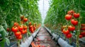 Ripe tomato plant growing in greenhouse. Tasty red heirloom tomatoes. Blurry background and copy space. Generative AI Royalty Free Stock Photo