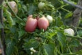 Ripe tomato plant growing in greenhouse. Tasty red heirloom tomatoes. Blurry background and copy space Royalty Free Stock Photo