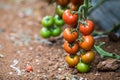 Ripe tomato plant growing in greenhouse. Tasty red cheery tomatoes. Royalty Free Stock Photo