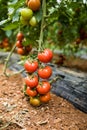 Ripe tomato plant growing in greenhouse. Tasty red heirloom tomatoes. Royalty Free Stock Photo