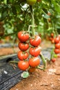 Ripe tomato plant growing in greenhouse. Tasty red heirloom tomatoes. Royalty Free Stock Photo