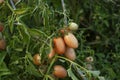 Ripe tomato plant growing in greenhouse. Tasty red heirloom tomatoes. Blurry background and copy space Royalty Free Stock Photo