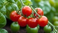 Ripe tomato plant growing in greenhouse. Tasty red heirloom tomatoes. Blurry background and copy space Royalty Free Stock Photo