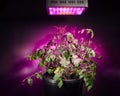 Ripe tomato plant under LED grow light Royalty Free Stock Photo