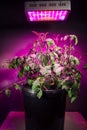 Ripe tomato plant under LED grow light