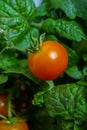 Almost ripe tomatoe hanging from a bush.. Royalty Free Stock Photo