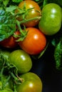 Almost ripe tomatoe hanging from a bush.. Royalty Free Stock Photo