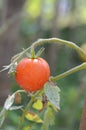 Ripe  tomatoe Royalty Free Stock Photo