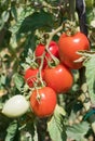 Ripe tomatoes Royalty Free Stock Photo