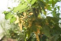 Ripe tomatoes on a background of yellow foliage. A bunch of tomatoes. Home gardening. Organic farming. Yellow ripe