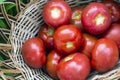 Ripe tomatoes in a basket