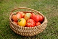 Ripe tomatoes in a basket on grass background Royalty Free Stock Photo