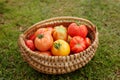 Ripe tomatoes in a basket on grass background Royalty Free Stock Photo