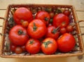 Ripe tomatoes in the basket on the table