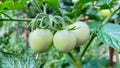 Ripe tomatoes on a bush in the open field in clear weather close-up. Agrarian and farming concept