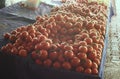 Ripe tomatoes on display at farmer`s market on summer day. Royalty Free Stock Photo