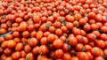 Ripe tomatoes at the farmers market.