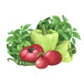 Ripe tomatoes, fresh basil, green bell pepper on white background. Watercolor hand drawing illustration. Art decoration