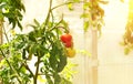 Ripe tomatoes grow in a greenhouse. Fresh bunch of red natural tomatoes on a branch in an organic vegetable garden. Blurred Royalty Free Stock Photo