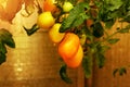 Ripe tomatoes grow in a greenhouse. Fresh bunch of red natural tomatoes on a branch in an organic vegetable garden. Blurred Royalty Free Stock Photo