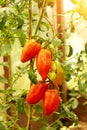 Ripe tomatoes grow in a greenhouse. Fresh bunch of red natural tomatoes on a branch in an organic vegetable garden. Blurred Royalty Free Stock Photo