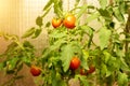 Ripe tomatoes grow in a greenhouse. Fresh bunch of red natural tomatoes on a branch in an organic vegetable garden. Blurred Royalty Free Stock Photo