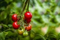 Ripe tomatoes growing on vine in organic vegetable garden. Red cherry heirloom tomatoes. Solanum lycopersicum. Copy space. Bokeh Royalty Free Stock Photo