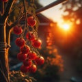 Tomatoes hanging from the vine in the blue hour