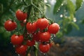 Ripe tomatoes hanging from a tomato plant. AI Generated