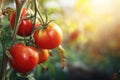 Sun-Ripened Tomatoes on the Vine Royalty Free Stock Photo
