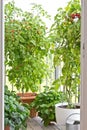 Ripe tomatoes plants pots balcony