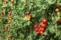 Ripe tomatoes ready to pick