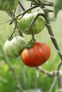 Ripe tomatoes of the Striped chocolate variety on a branch Royalty Free Stock Photo