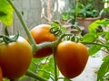 Ripe Tomatoes on Terrace Garden. Royalty Free Stock Photo