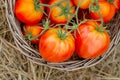 Ripe tomatoes in a wicker basket. Freshly harvested organic tomatoes. Close up Royalty Free Stock Photo