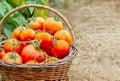 Ripe tomatoes in a wicker basket. Harvesting tomatoes in a greenhouse. Close up. Copy space Royalty Free Stock Photo