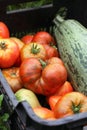 Ripe tomatoes and zucchini in a vegetable box. Selective focus. Royalty Free Stock Photo