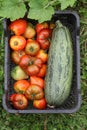 Ripe tomatoes and zucchini in a vegetable box Royalty Free Stock Photo