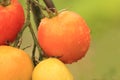 Ripe tomatos growing in garden