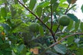 Ripe Tropical Fruit Guava on Guava Tree