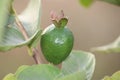 Ripe Tropical Fruit Guava on Guava Tree. Psidium Guajava.fresh guava in the organic garden plant